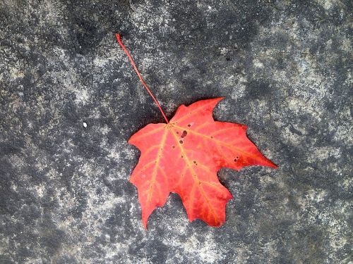 leaf maple autumn
