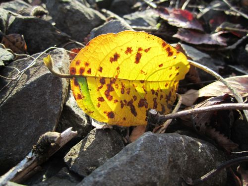 leaf autumn golden autumn