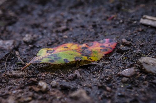leaf weathered fallen