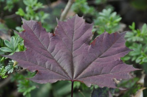 leaf autumn nature