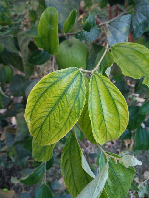 leaf leaf deficiencies micronutrient deficiencies