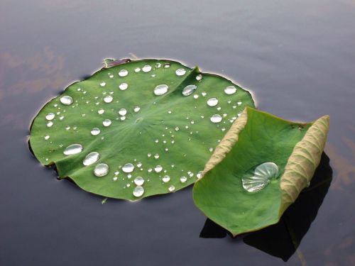 蓮 leaf dew buddhism
