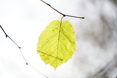 leaf hazel hazel leaf