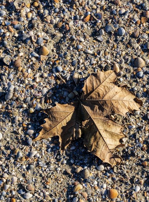 leaf sand shadow