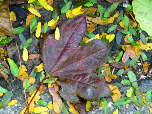 leaf maple colorful