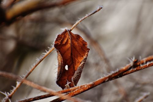 leaf hoarfrost brown