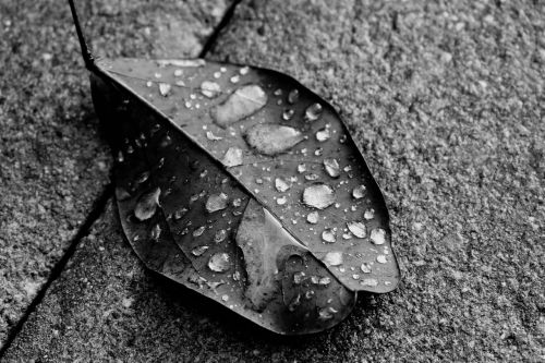 leaf nature black and white