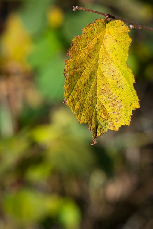 leaf autumn fall foliage