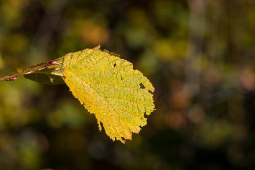 leaf hazelnut leaf autumn