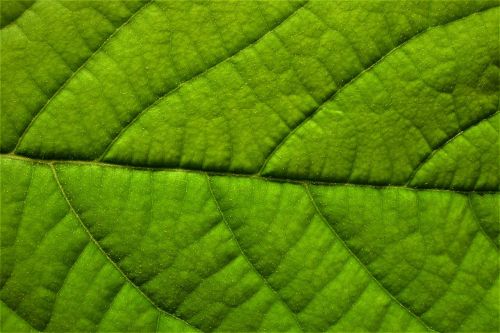 leaf green structure