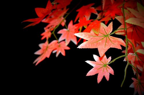 leaf night view tree leaves