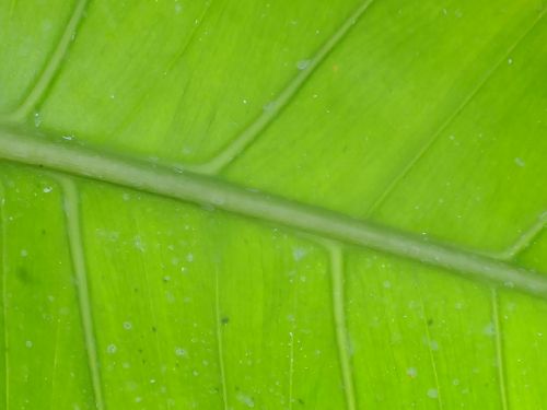 leaf macro green