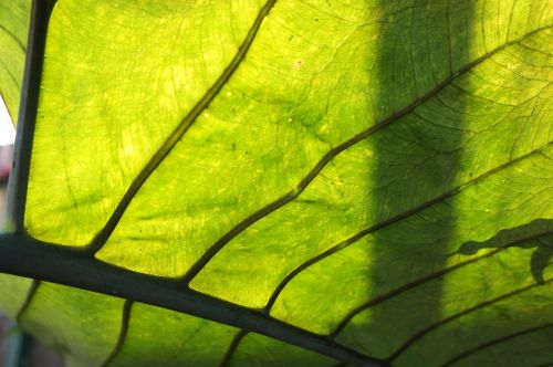 leaf veins green
