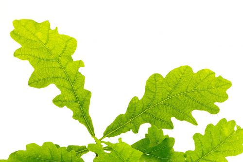 leaf green oak leaf