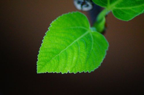 leaf growing plant