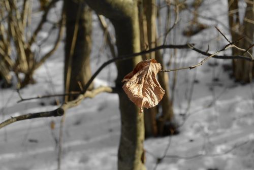 leaf winter snow