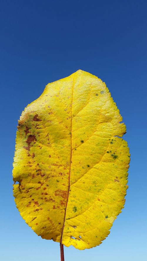 leaf yellow summer