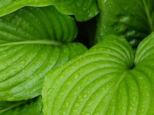 leaf rain drops