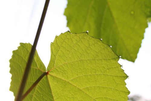 leaf nature envir