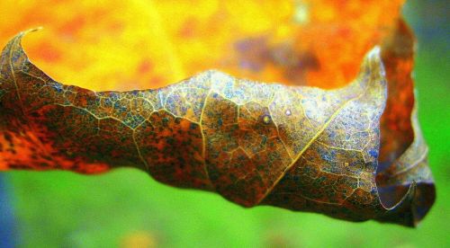 leaf autumn leaf colorful