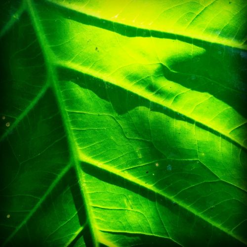 leaf nature foliage