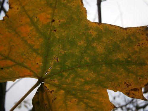 leaf autumn fall foliage