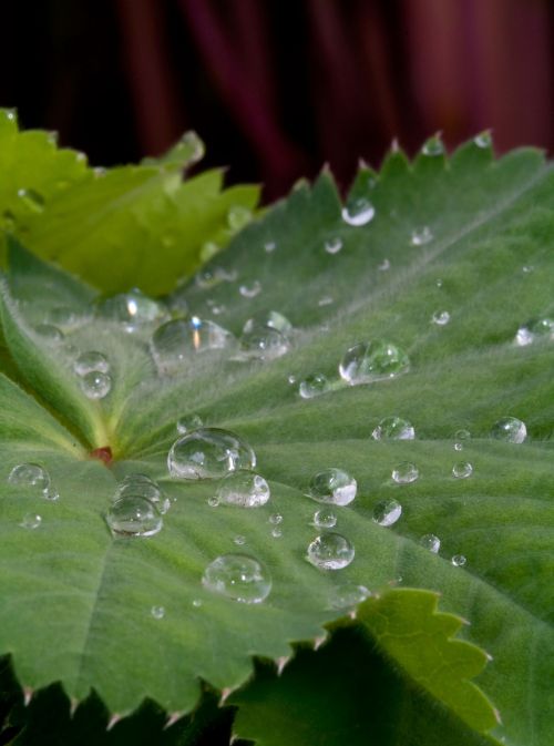 leaf water droplet