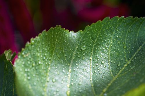 leaf wet flower