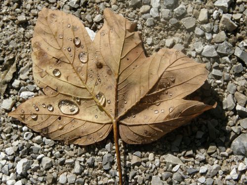 leaf autumn water