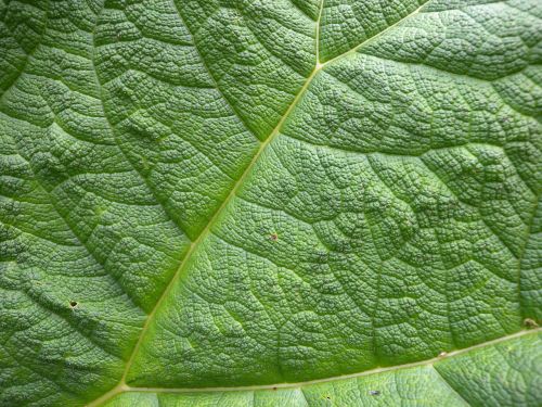 leaf structure leaf veins