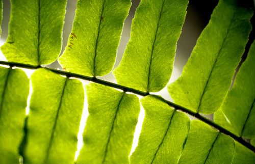 leaf fern green