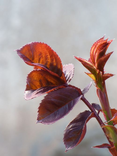 leaf red leaf rosebush