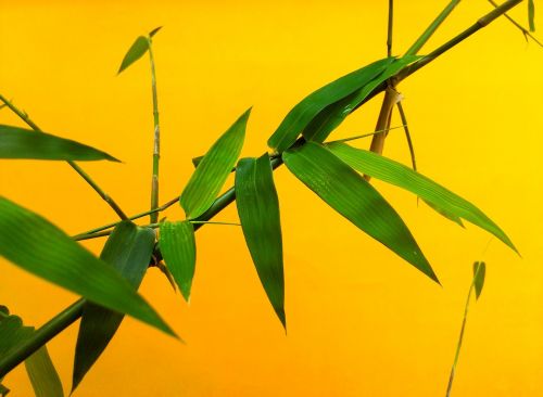 leaf bamboo nature