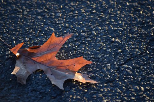 leaf autumn asphalt
