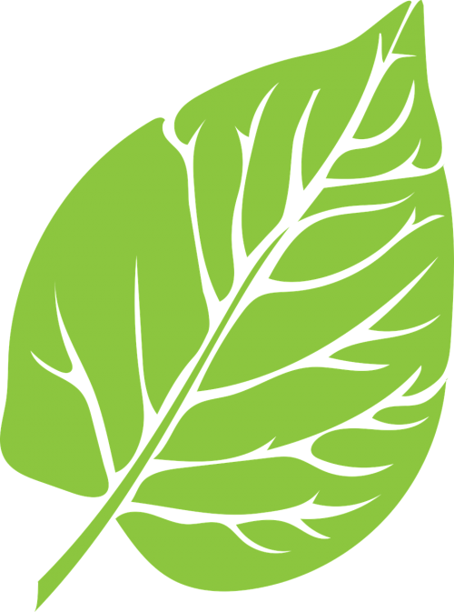 leaf green lush