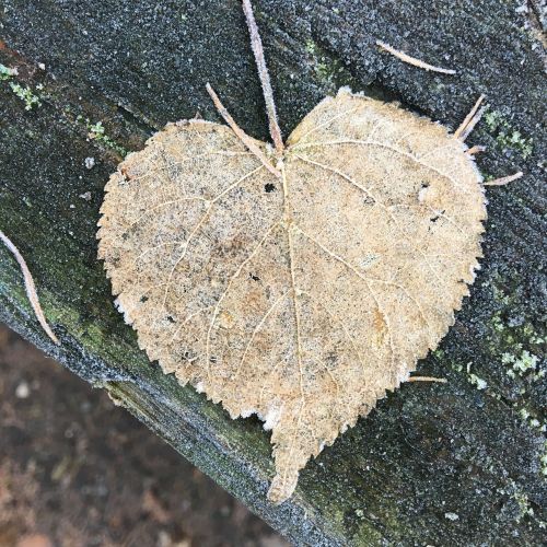 leaf frost heart