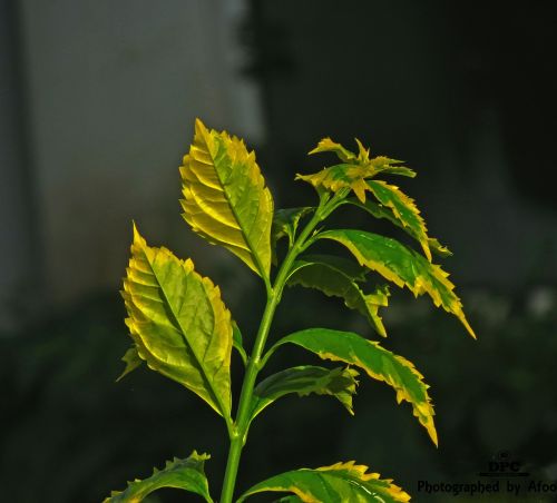 leaf garden plant