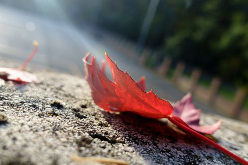 leaf autumn red