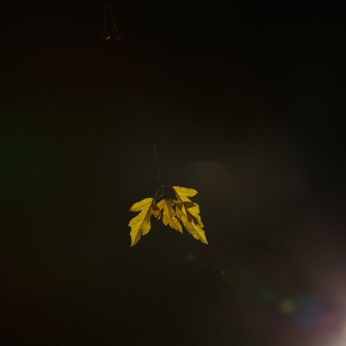 leaf light natural