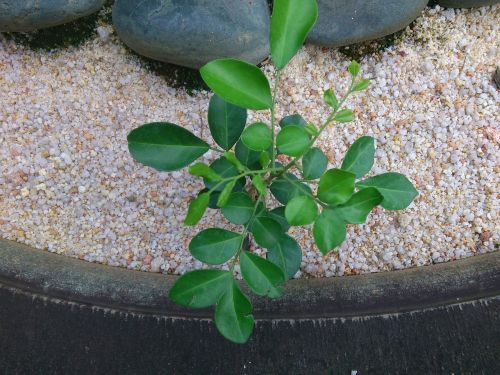 leaf nature stone