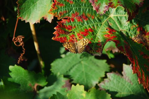 leaf vine butterfly