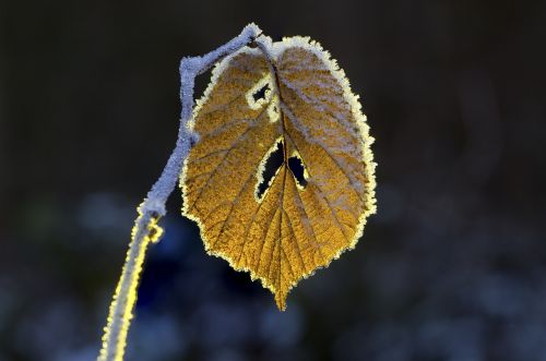 leaf hoarfrost wintry