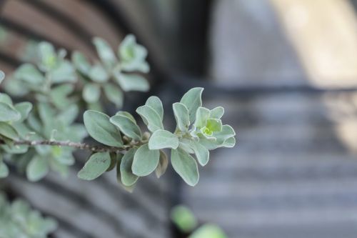 leaf green flower