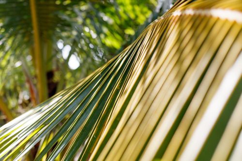 leaf coconut palm