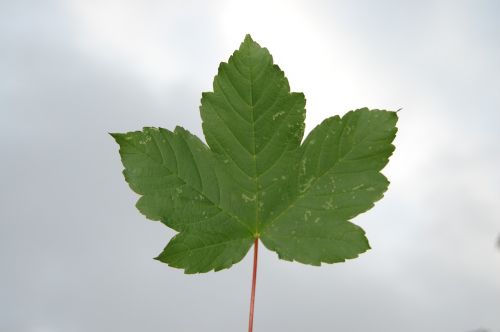 leaf sky green