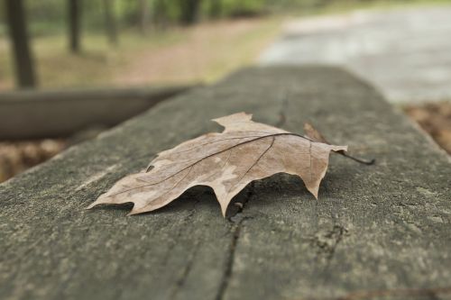 leaf autumn fall