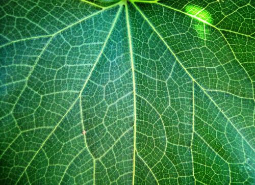 leaf veins patterned