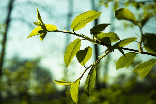 leaf leaves green