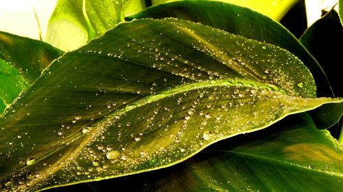leaf drop green