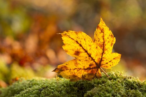 leaf autumn leaf leaves